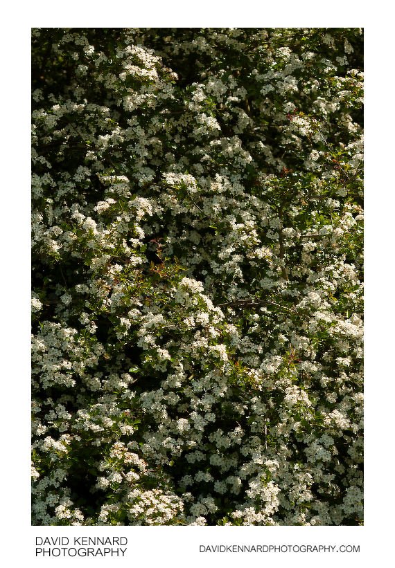 Hawthorn hedge in blossom