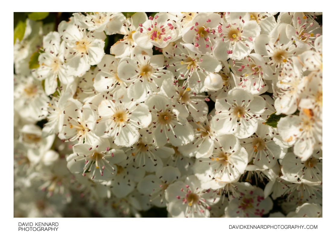 Hawthorn blossom