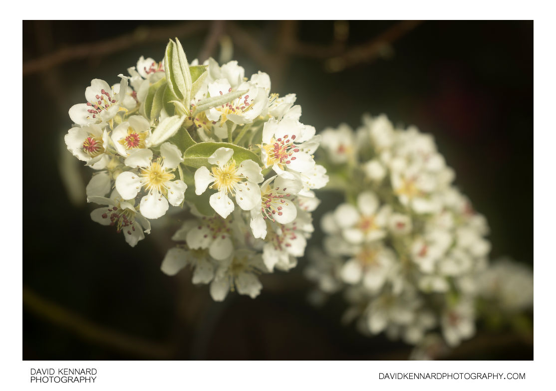 Pear tree blossom