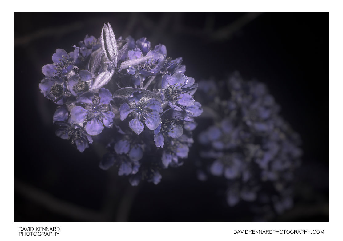 Pear tree blossom [UV]