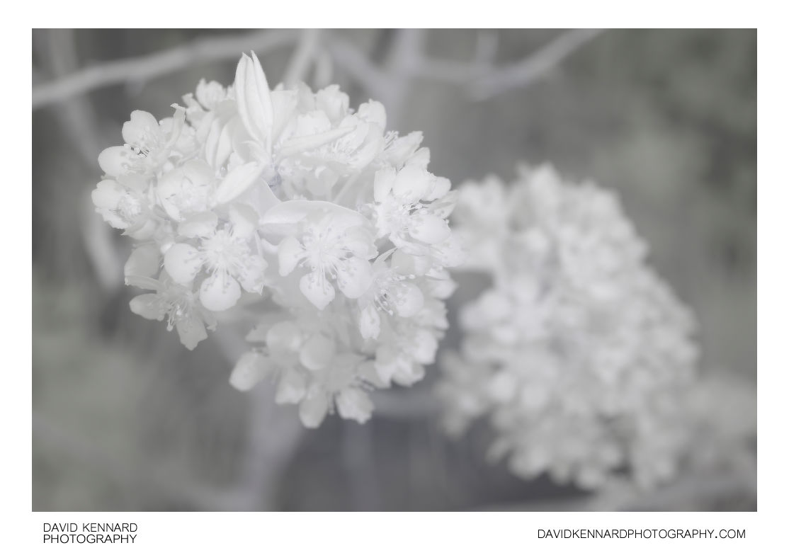 Pear tree blossom [IR]