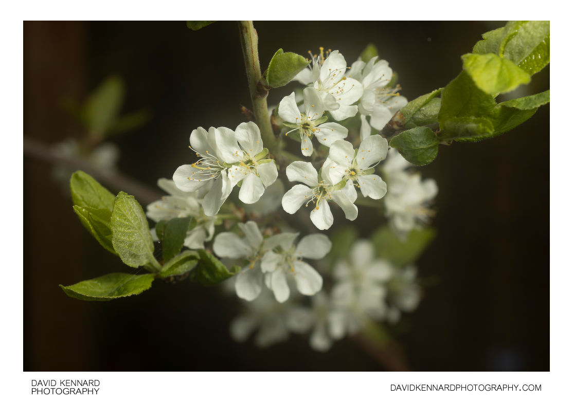 Plum blossom