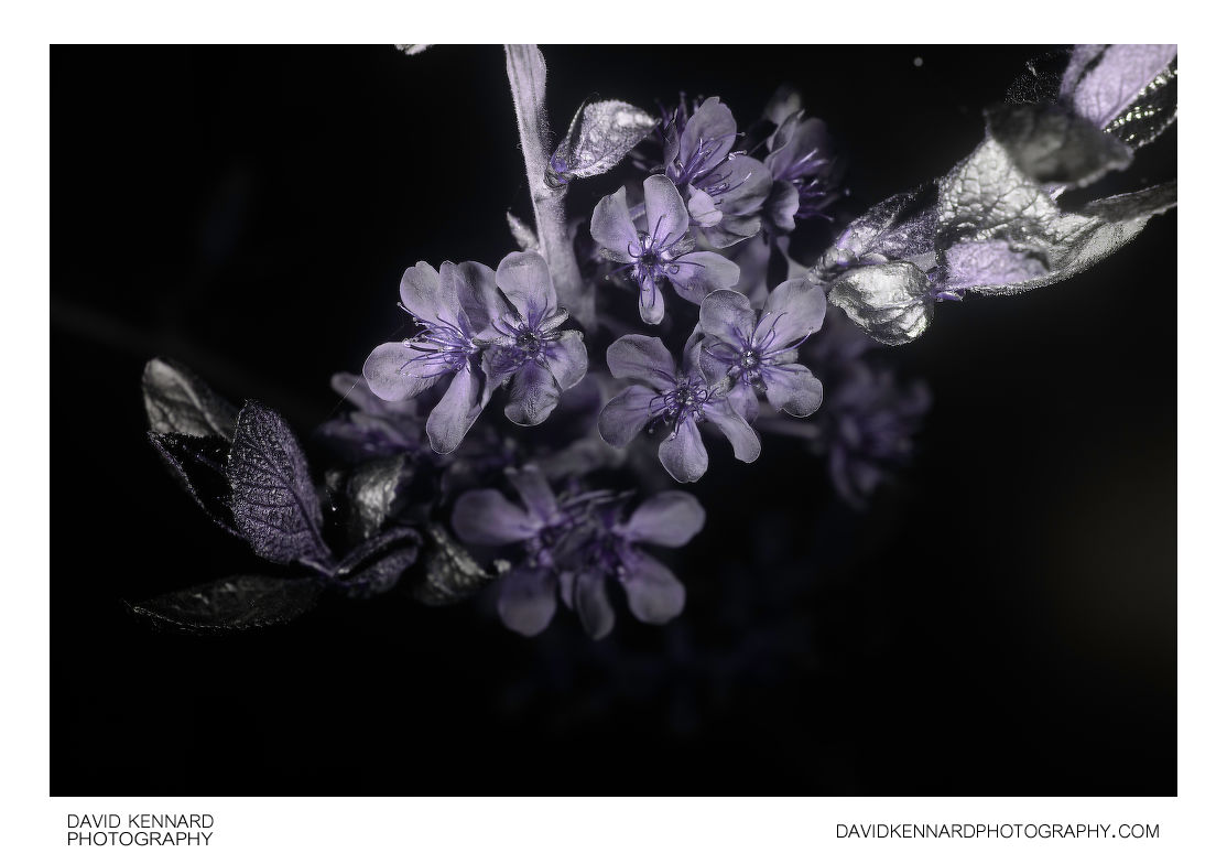Plum blossom [UV]
