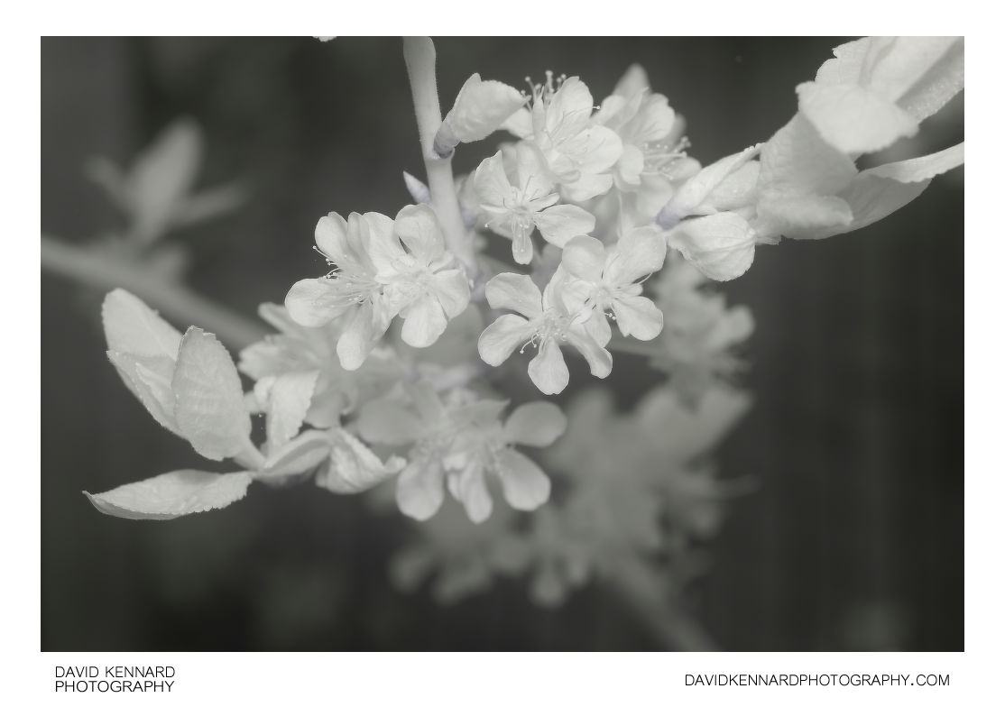Plum blossom [IR]