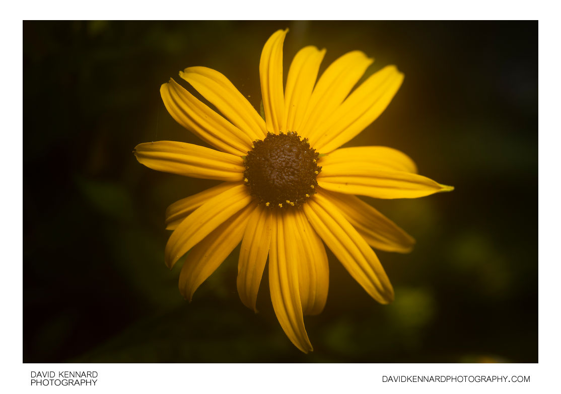 Rudbeckia fulgida var. sullivantii 'Goldsturm' flower