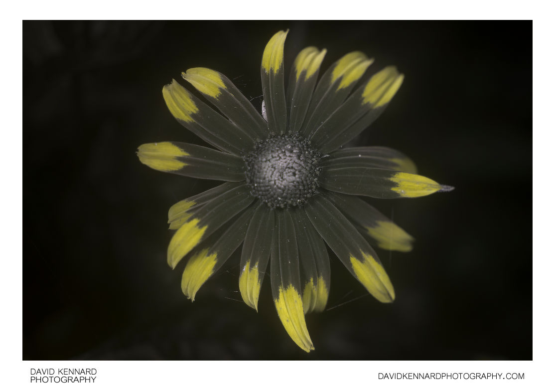 Rudbeckia fulgida var. sullivantii 'Goldsturm' flower [UV]