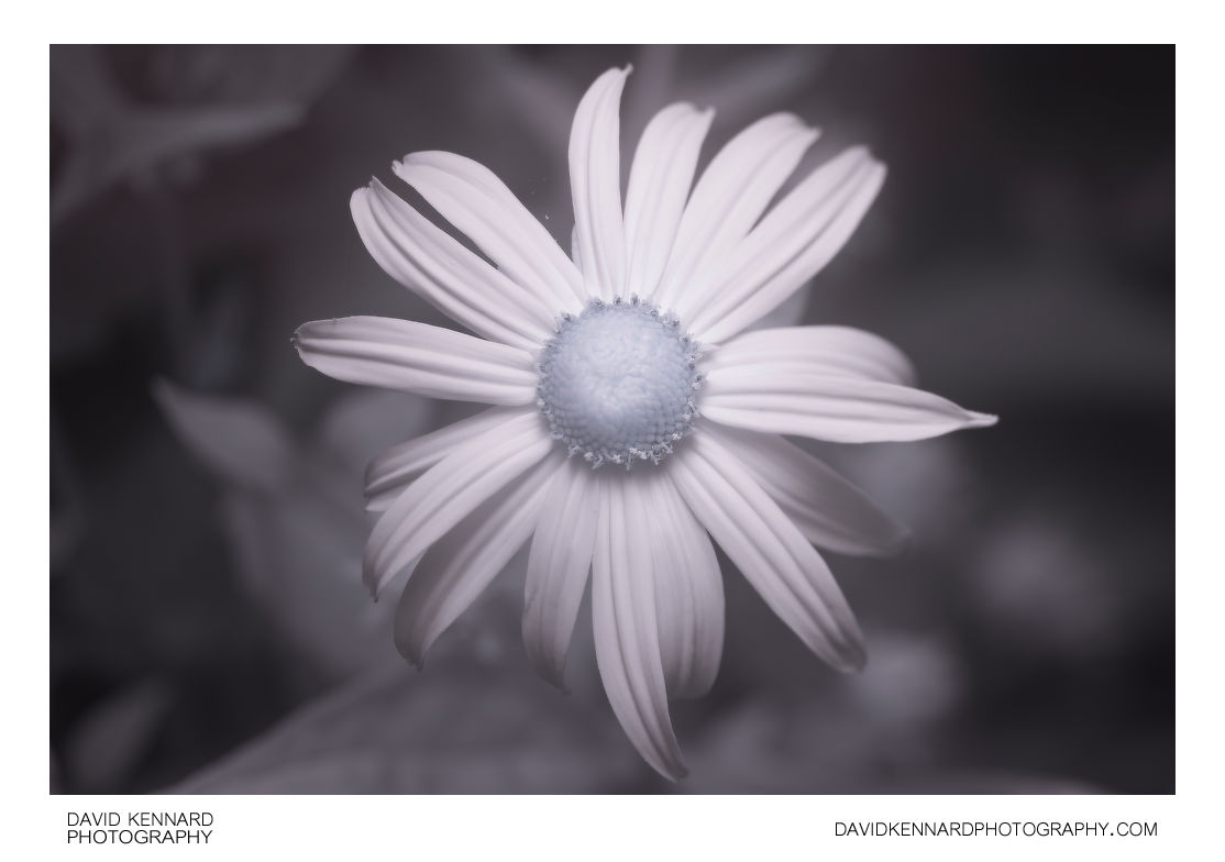 Rudbeckia fulgida var. sullivantii 'Goldsturm' flower [IR]