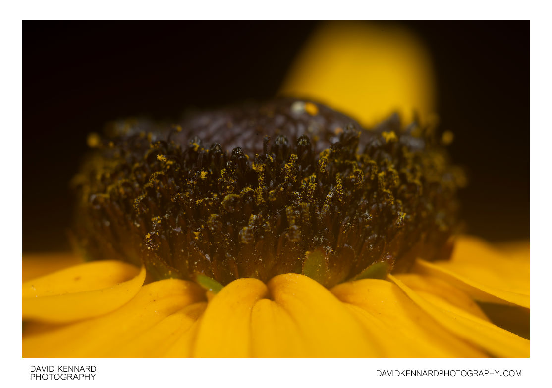Rudbeckia fulgida composite flower centre