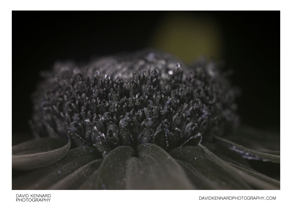 Rudbeckia fulgida composite flower centre [UV]