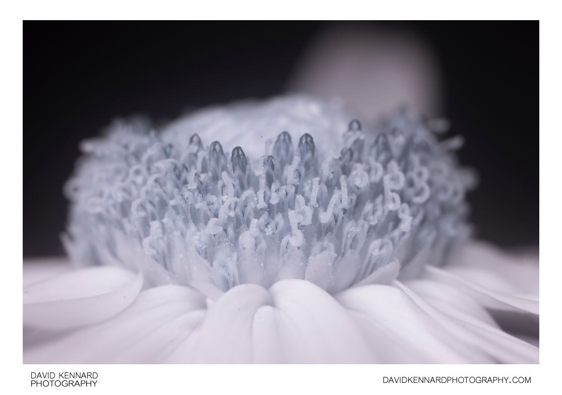 Rudbeckia fulgida composite flower centre [IR]
