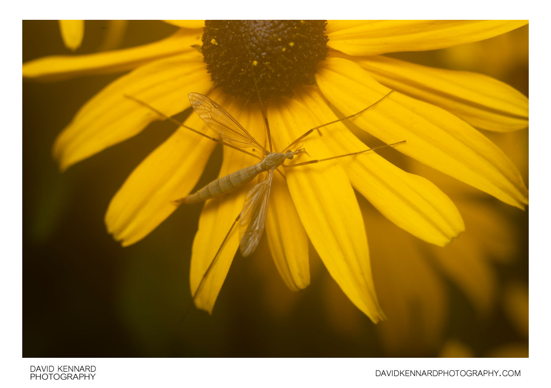 Cranefly on Rudbeckia flower