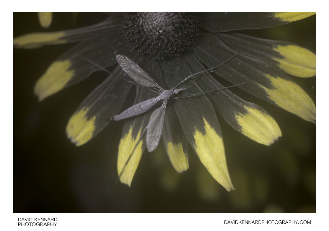 Cranefly on Rudbeckia flower [UV]