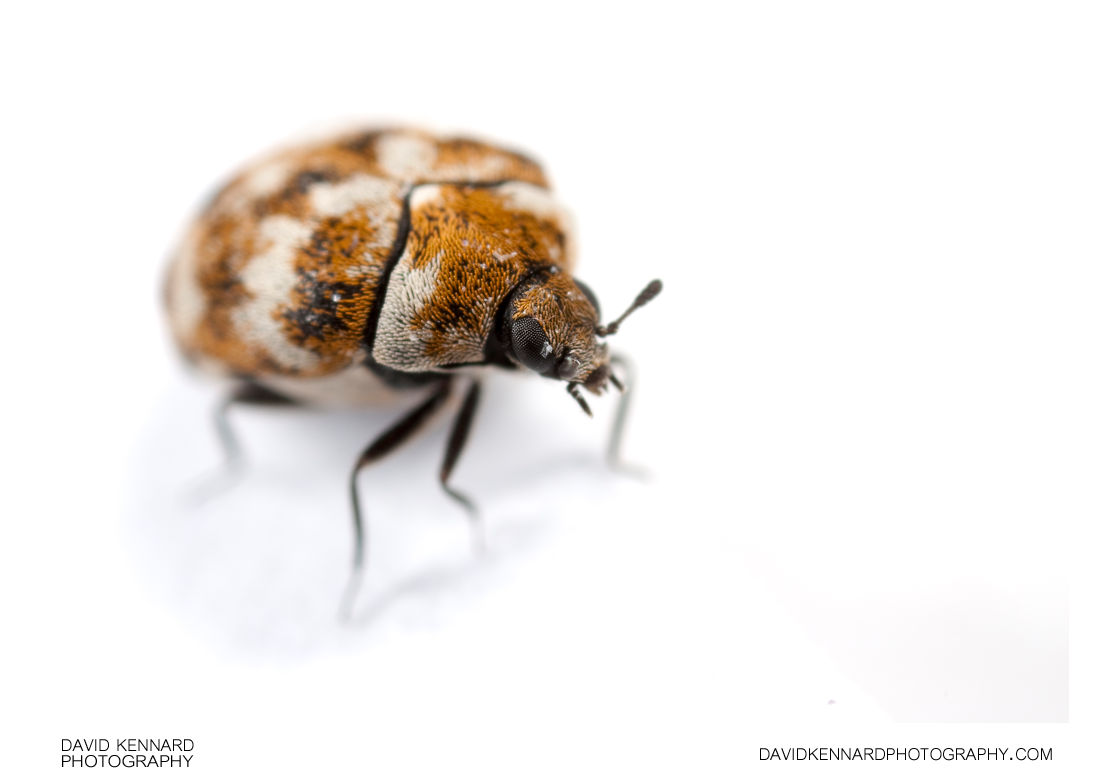 Varied Carpet Beetle (Anthrenus verbasci) (II) · David Kennard Photography