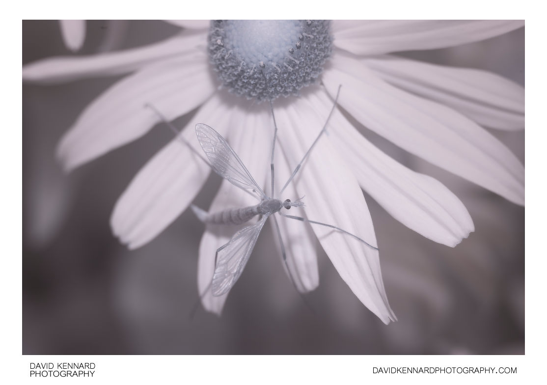 Cranefly on Rudbeckia flower [IR]