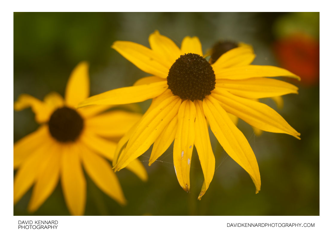 Rudbeckia fulgida 'Goldsturm' flower