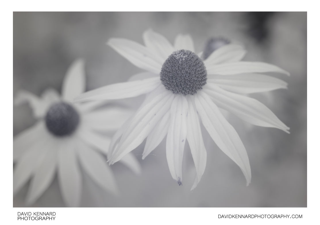 Rudbeckia fulgida 'Goldsturm' flower [IR]
