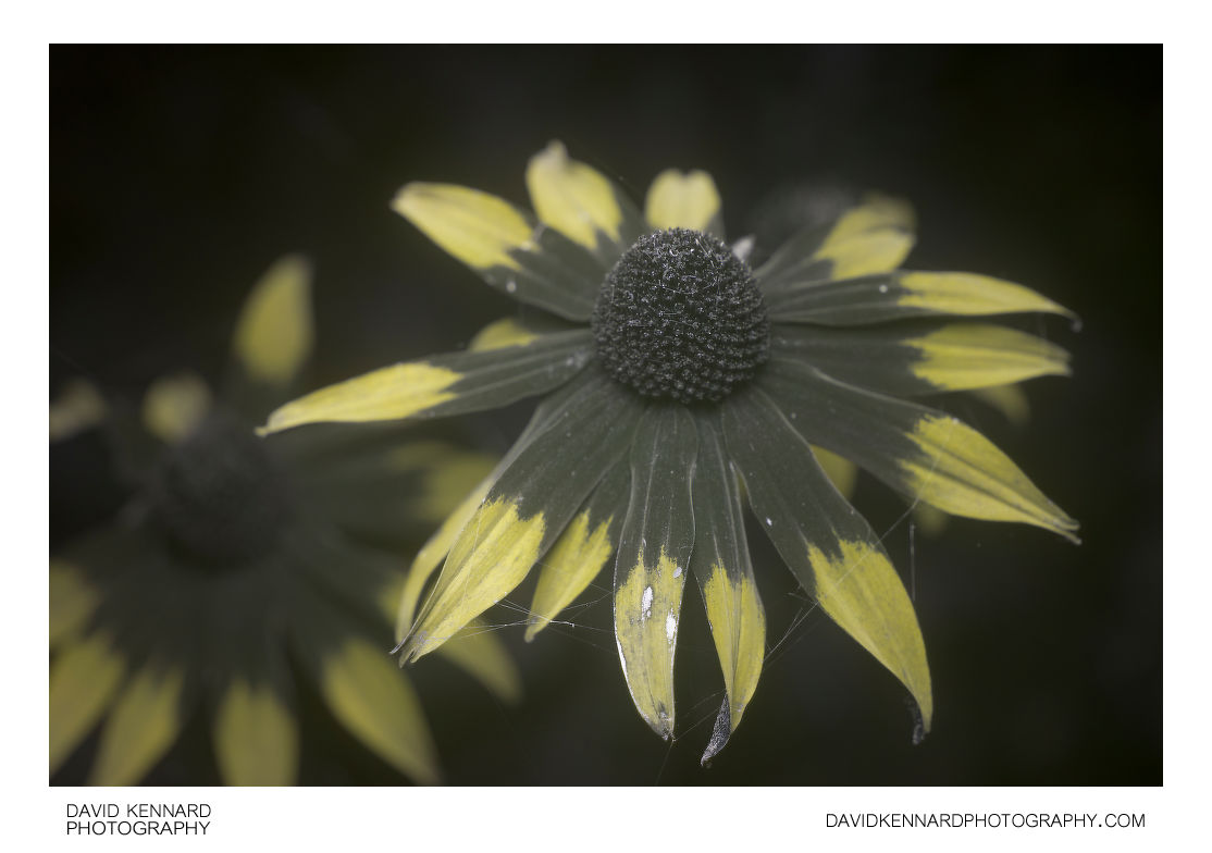 Rudbeckia fulgida 'Goldsturm' flower [UV]