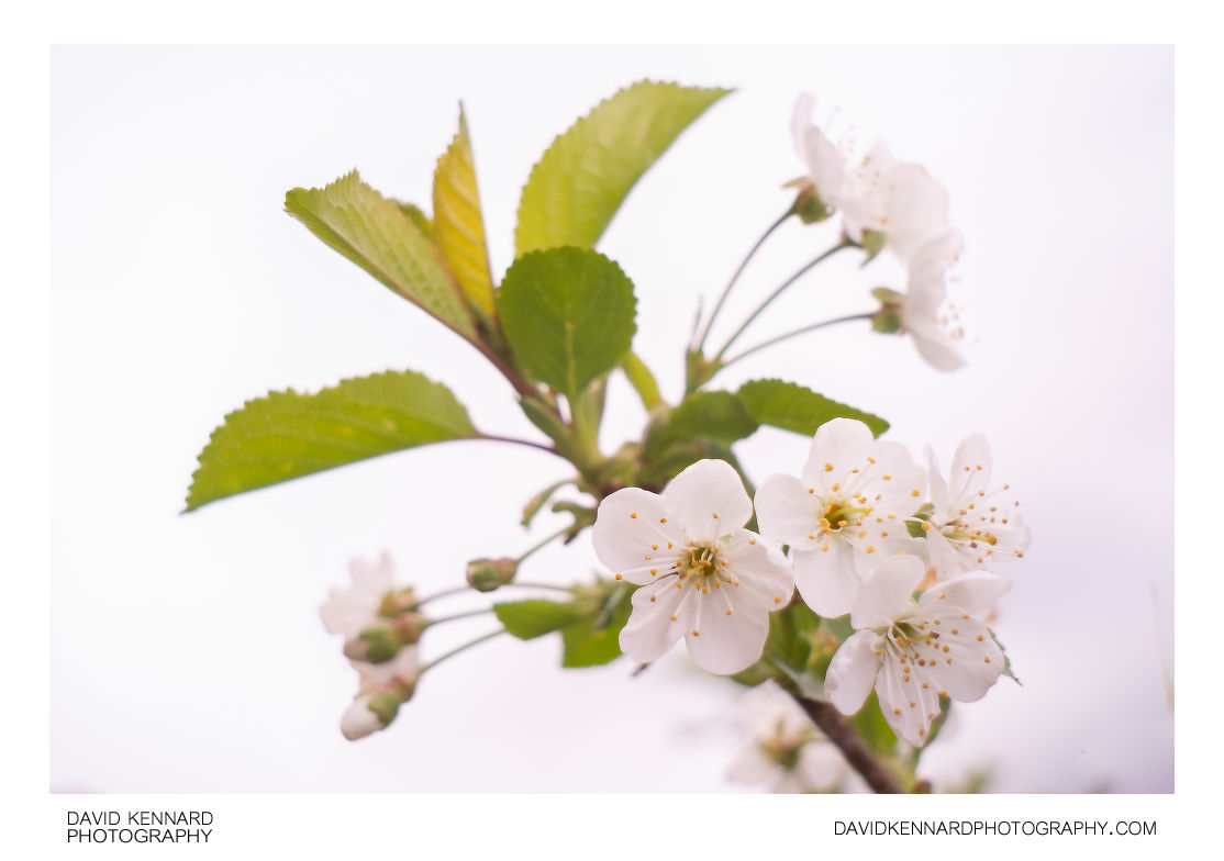 Prunus cerasus 'Morello' cherry blossom