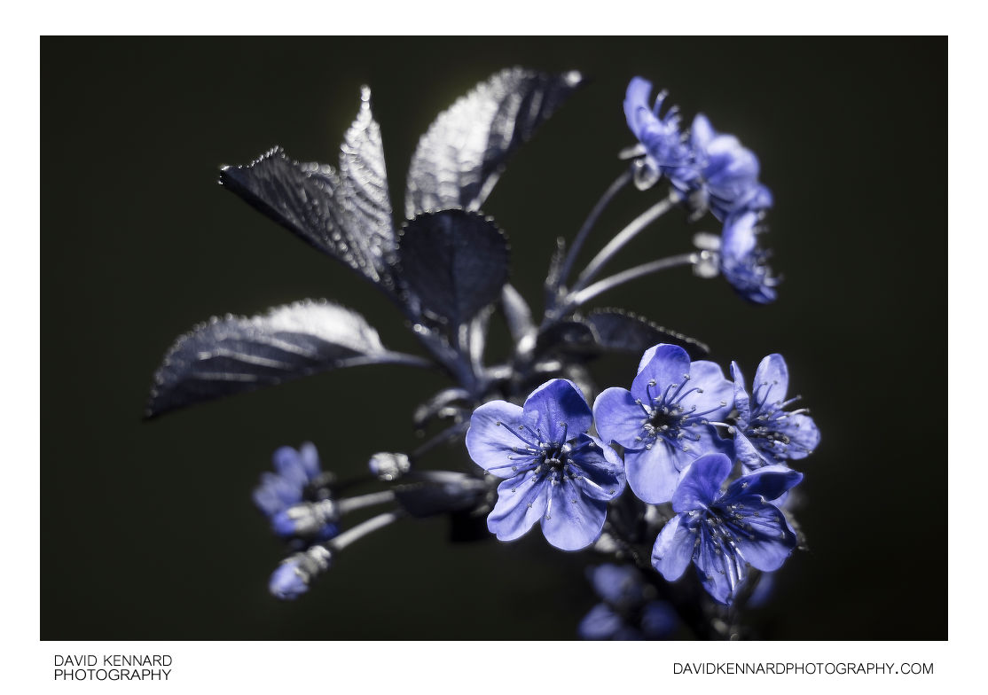 Prunus cerasus 'Morello' cherry blossom [UV]