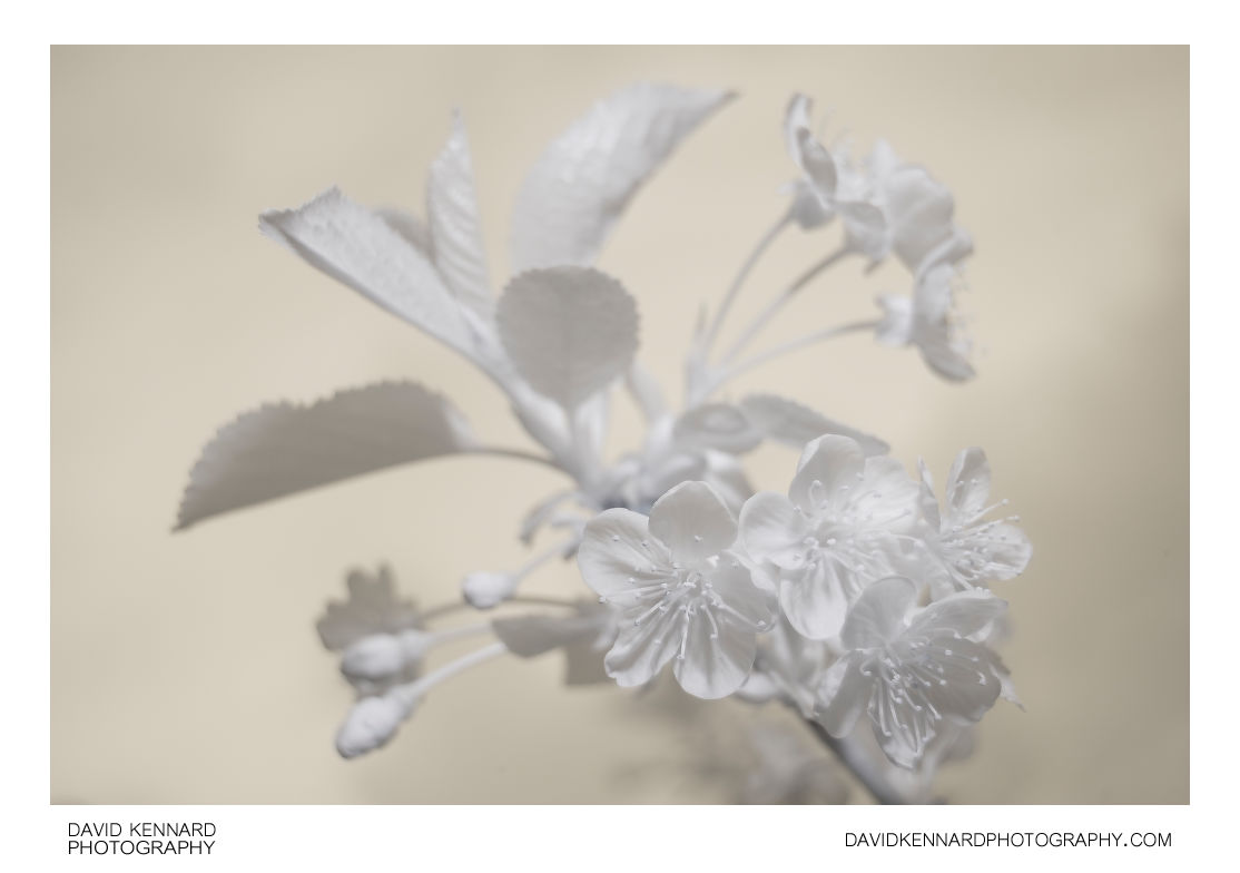 Prunus cerasus 'Morello' cherry blossom [IR]