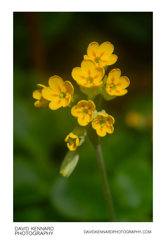 Common Cowslip in flower