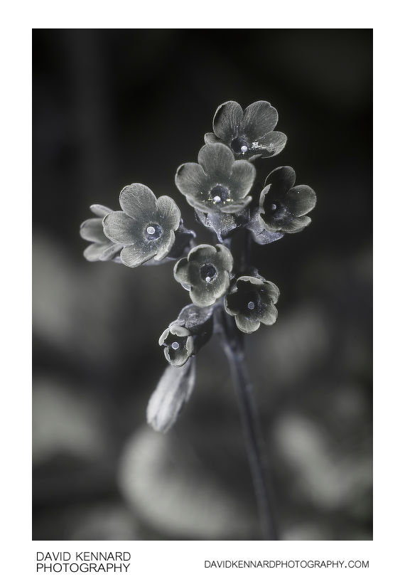 Common Cowslip in flower [UV]
