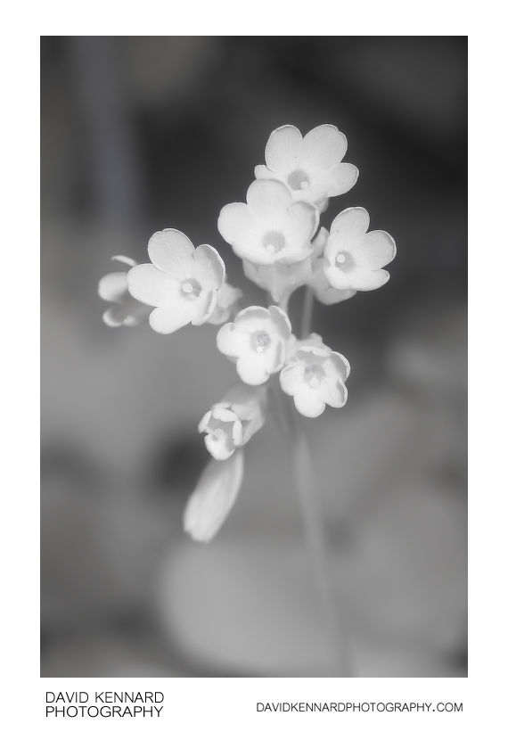 Common Cowslip in flower [IR]