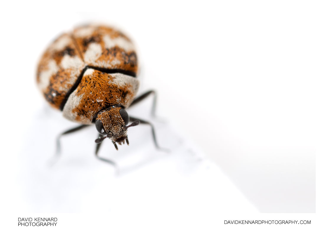 Varied Carpet Beetle (Anthrenus verbasci) (III) · David Kennard Photography