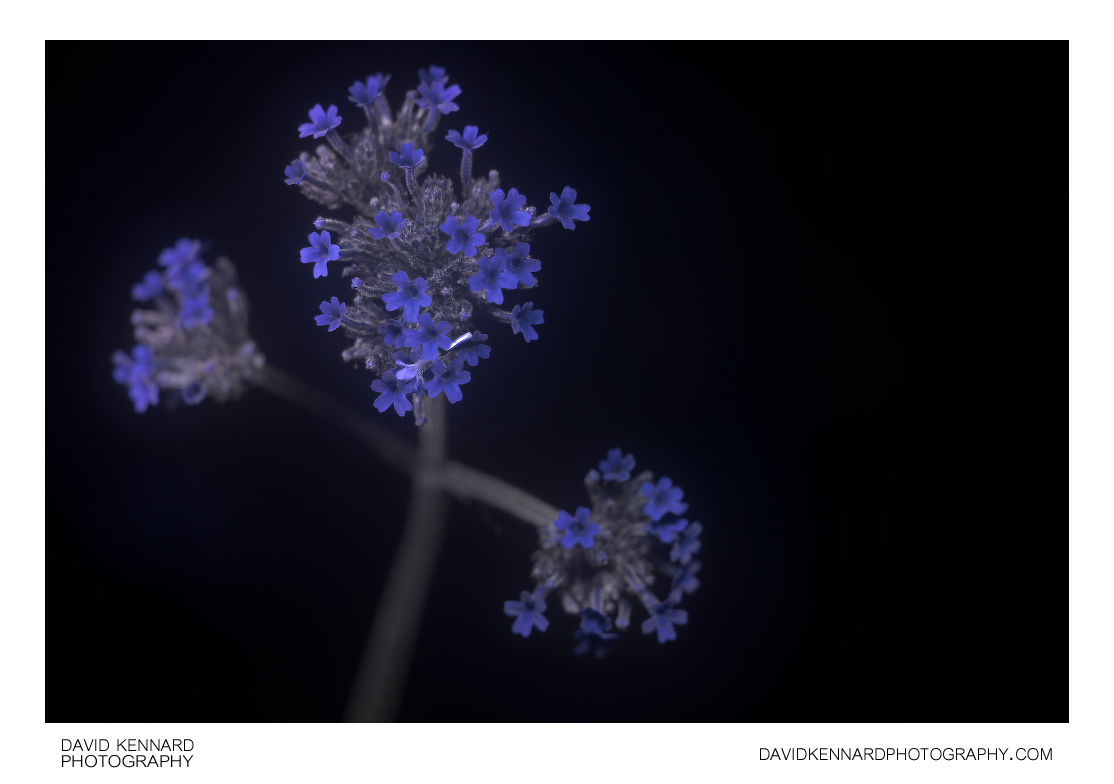 Verbena bonariensis inflorescence [UV]