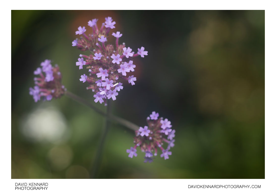 Verbena bonariensis inflorescence