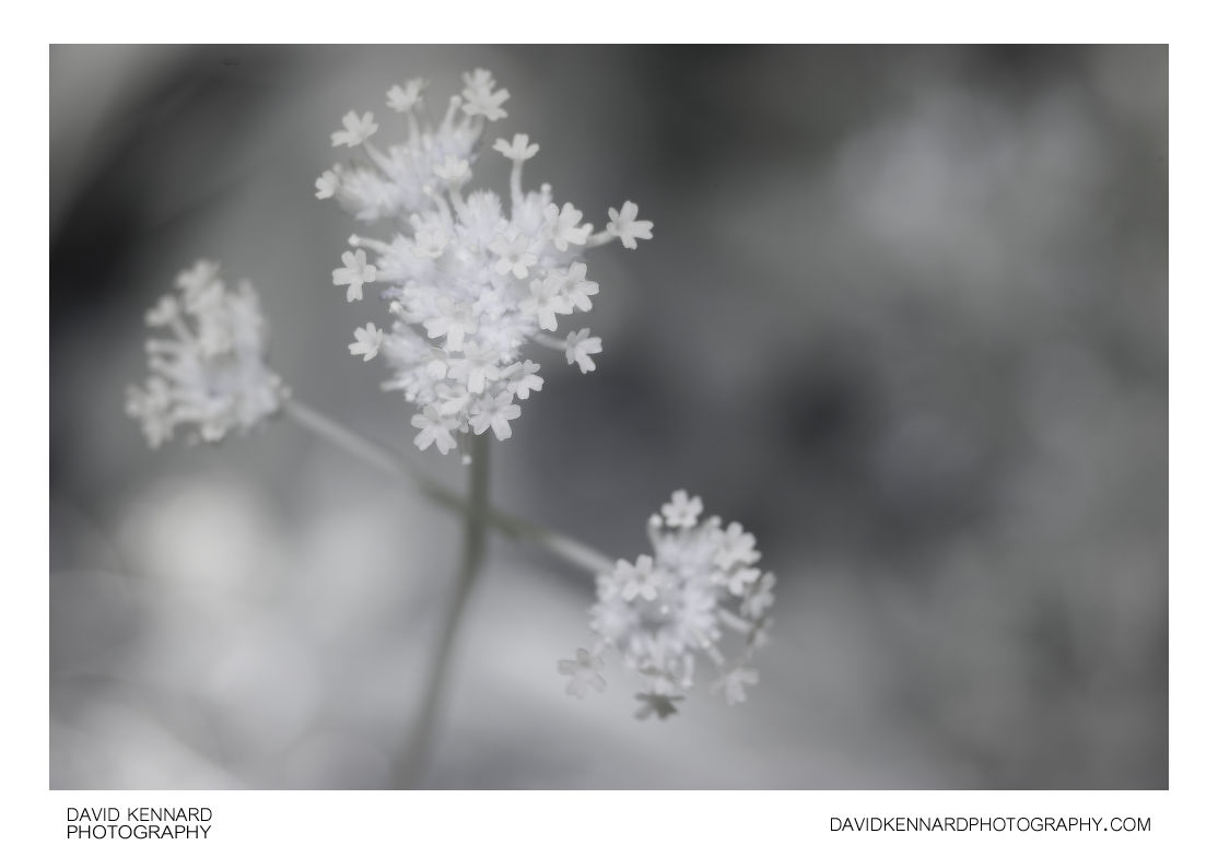 Verbena bonariensis inflorescence [IR]