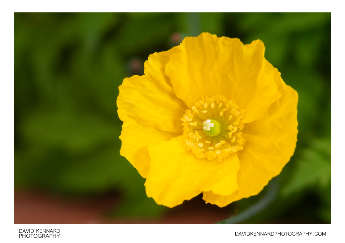 Yellow Welsh Poppy (Meconopsis cambrica) flower