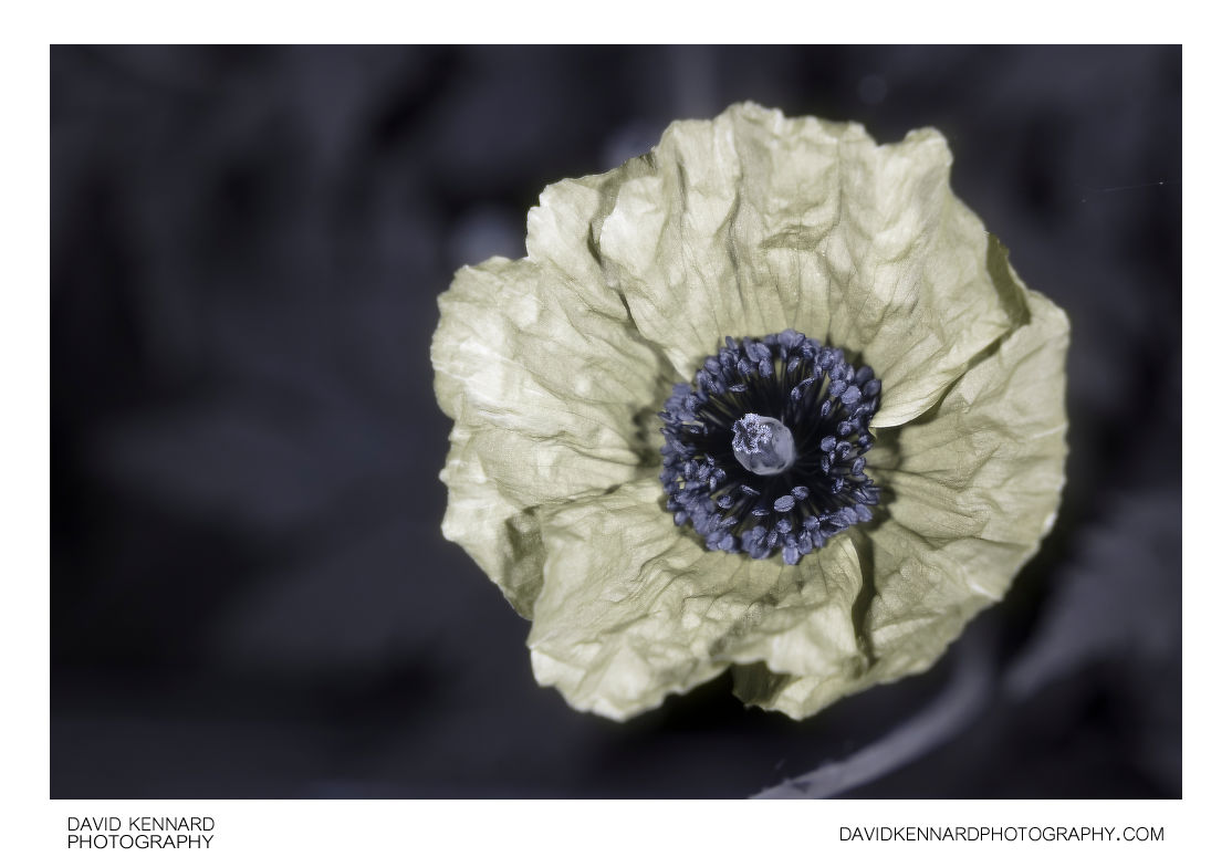 Yellow Welsh Poppy (Meconopsis cambrica) flower [UV]