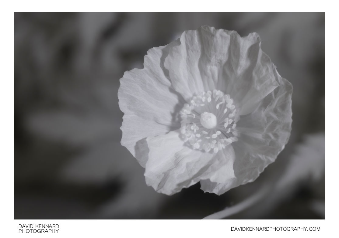 Yellow Welsh Poppy (Meconopsis cambrica) flower [IR]