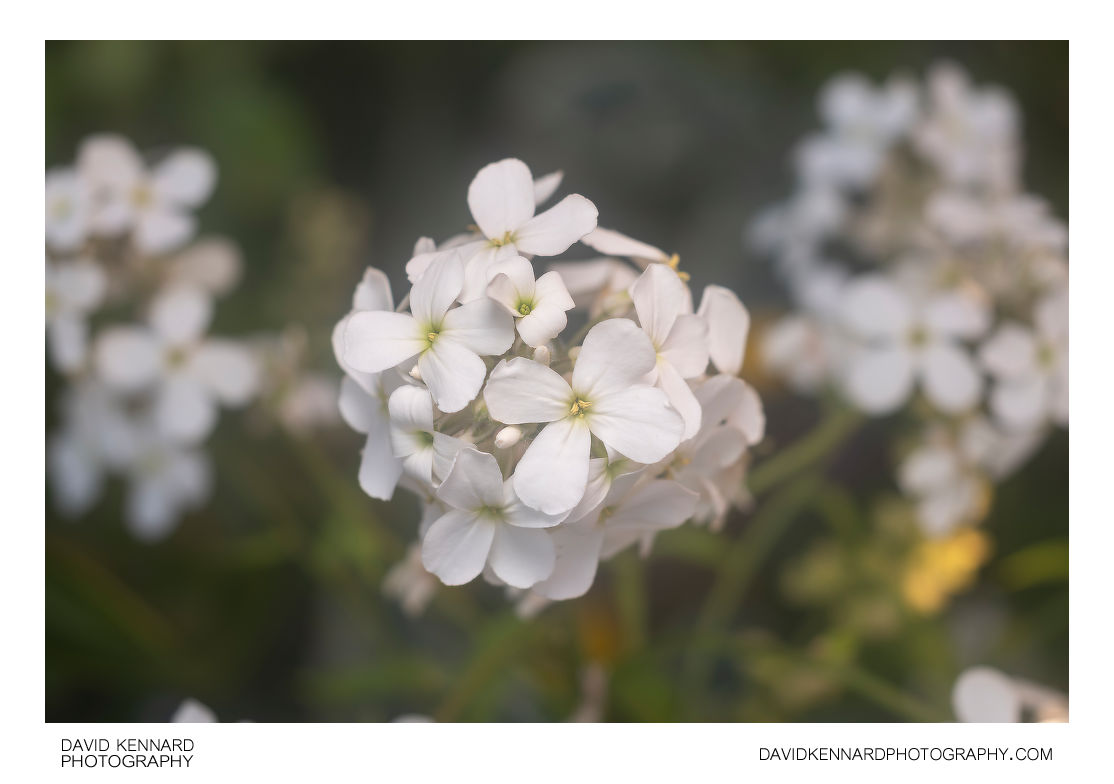 Sweet Rocket (Hesperis matronalis) white flowers