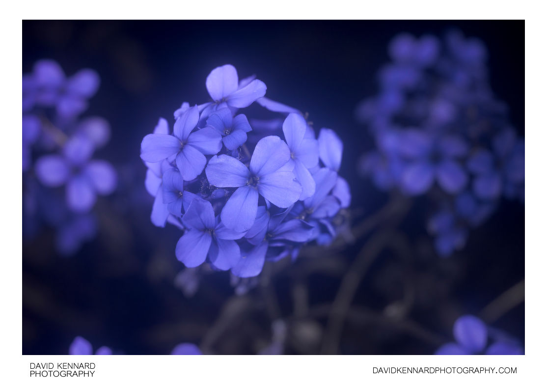 Sweet Rocket (Hesperis matronalis) flowers [UV]