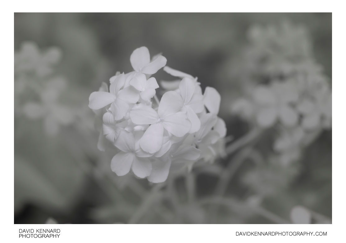 Sweet Rocket (Hesperis matronalis) flowers [IR]