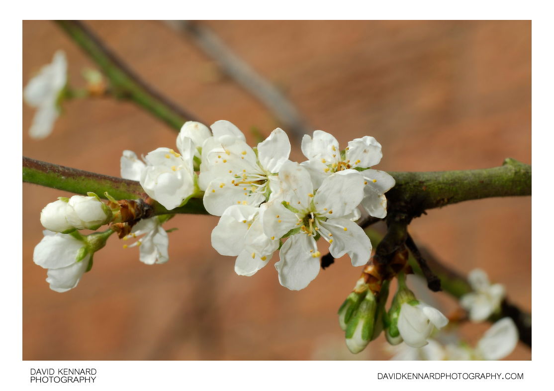 Prunus domestica Victoria (Victoria Plum) blossom