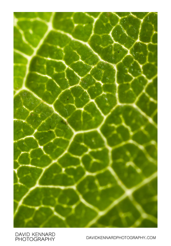 Prunus domestica Victoria (Victoria Plum) leaf structure