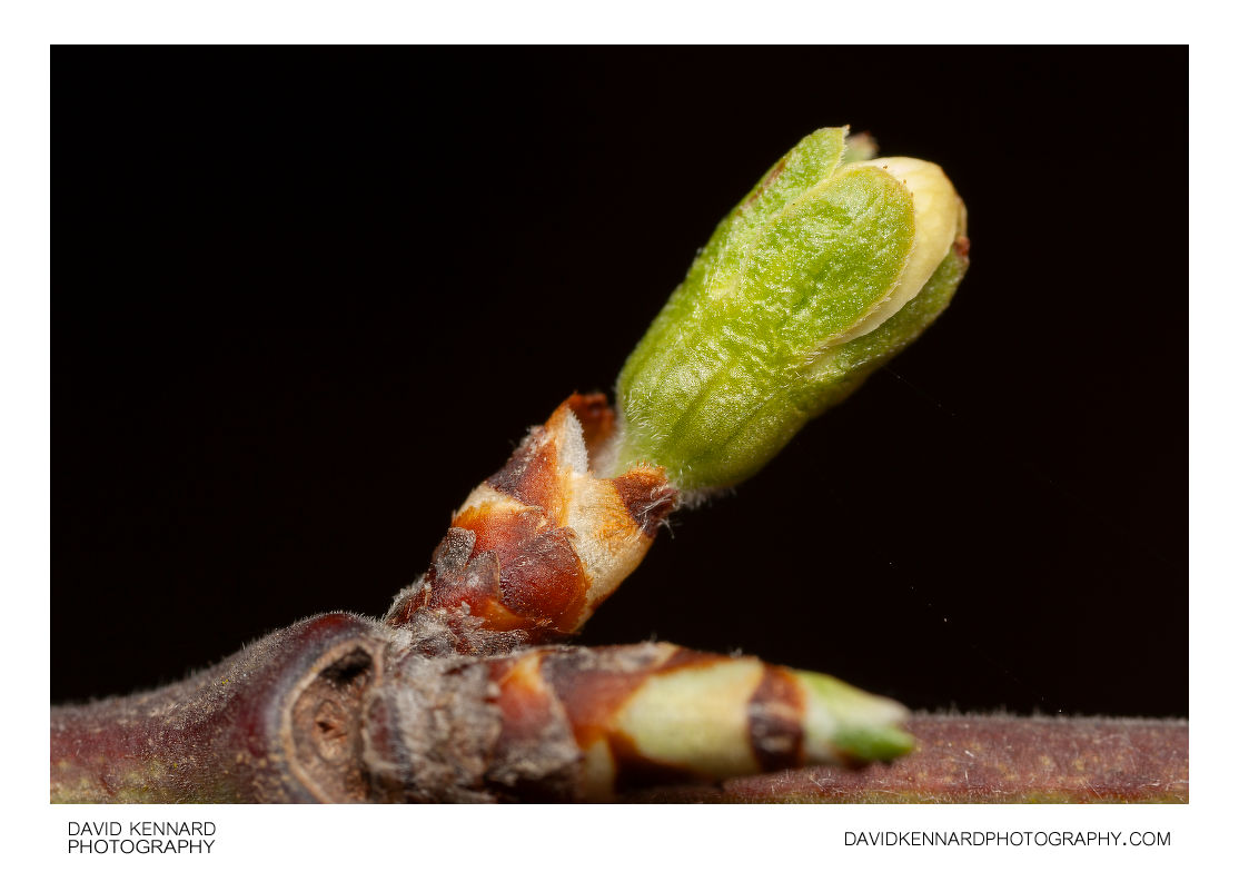 Prunus domestica Victoria (Victoria Plum) buds