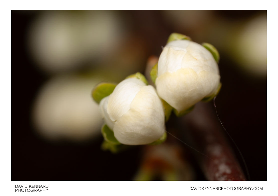 Prunus domestica Victoria (Victoria Plum) flower buds