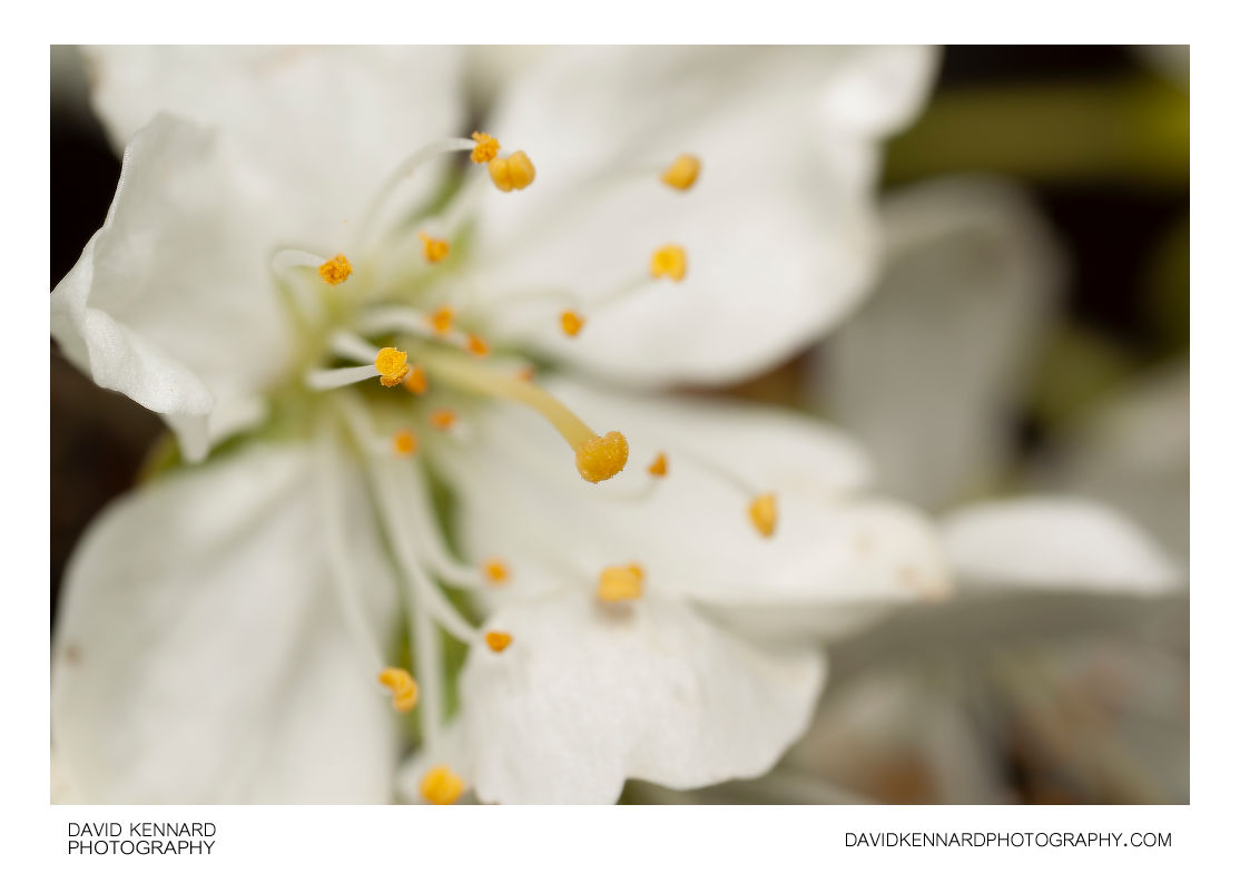 Prunus domestica Victoria (Victoria Plum) flower