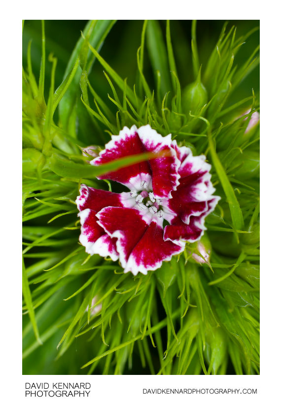 Sweet William flower, red petals with white edges