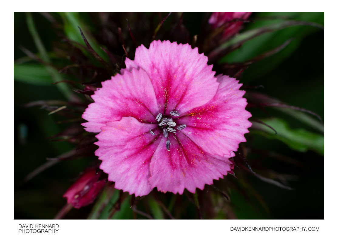 Pink Sweet William flower