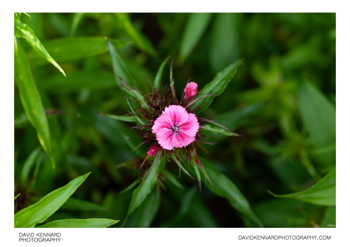 Sweet William plant with pink flower