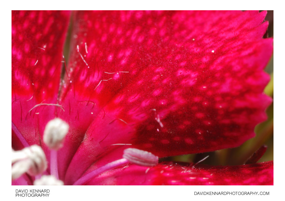 Red-spotted Red Sweet William petal