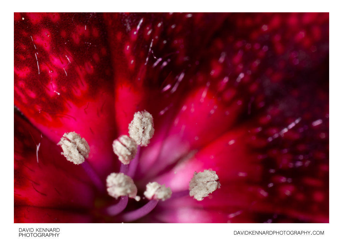 Sweet William (Dianthus barbatus) anthers