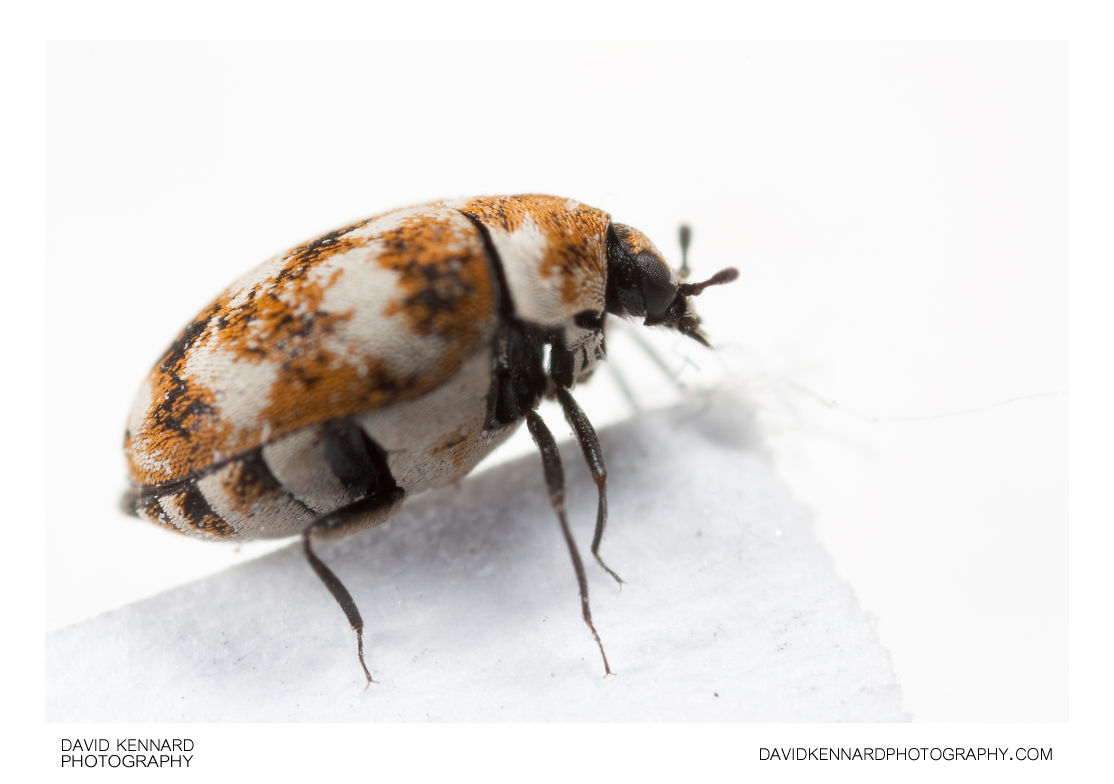Varied Carpet Beetle (Anthrenus verbasci)