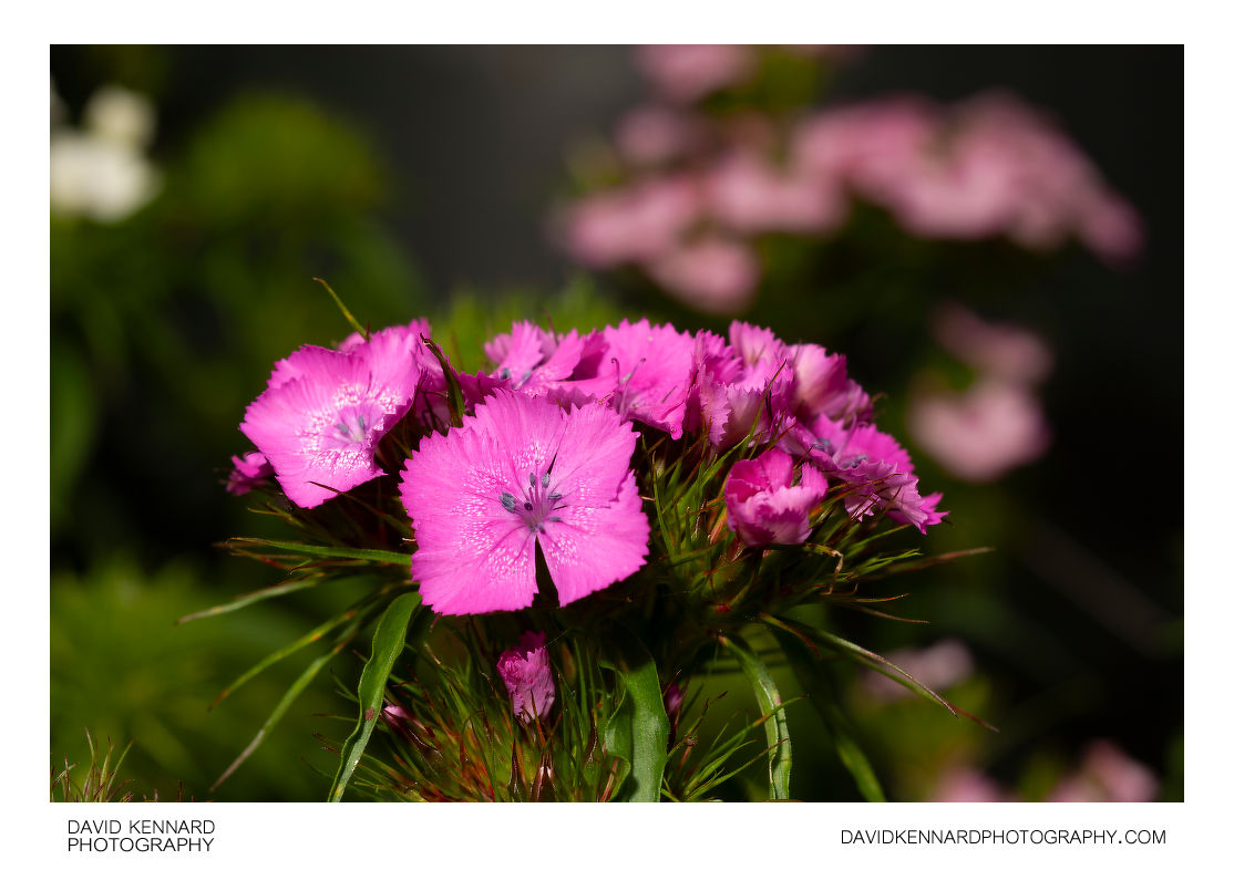 Pink Sweet William flowers