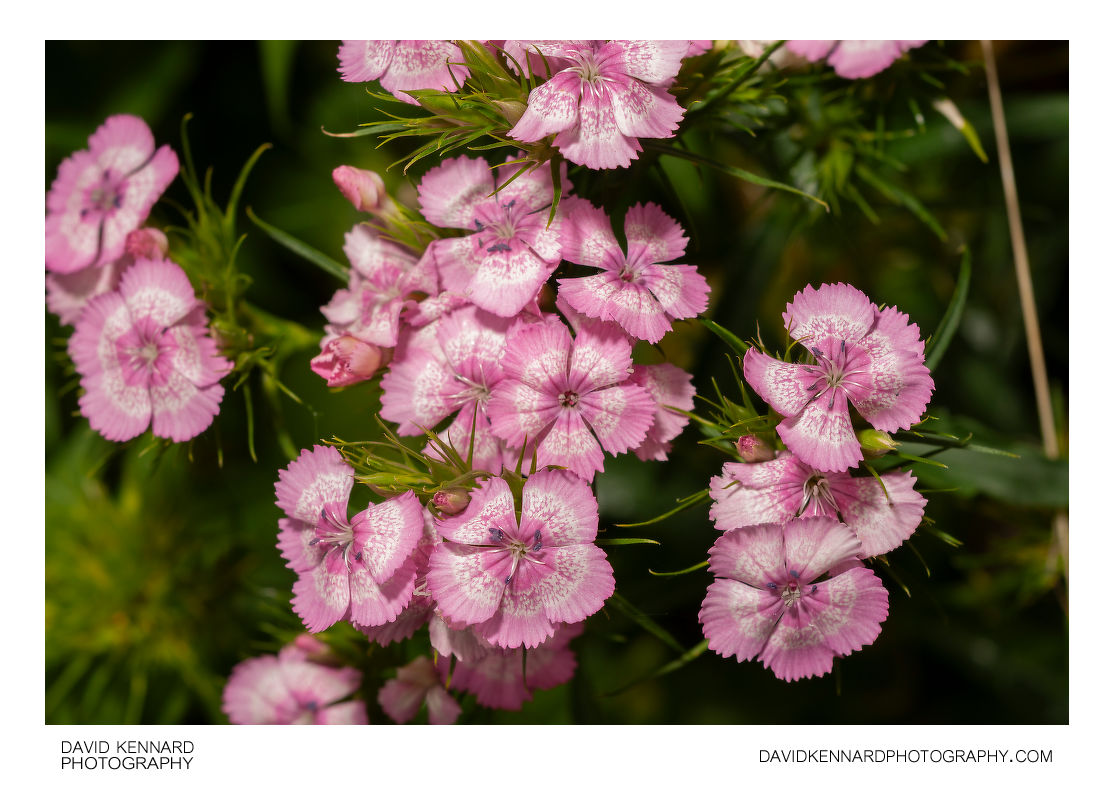 Pink with white band Sweet William flowers